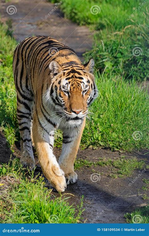 Siberian Tiger Panthera Tigris Altaica Walking Stock Photo Image Of