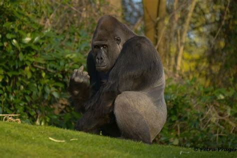 Gorillas Zoo Hannover Petra Prager Flickr