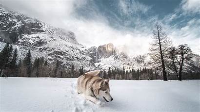 Husky Snow Dog Siberian Background 5k Wallpapers