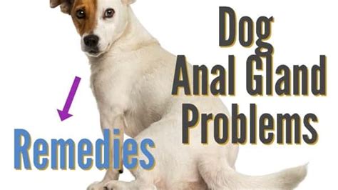 Dog Anal Gland Smell Issue And Remedies For Your Dogs Anal Glands Pet