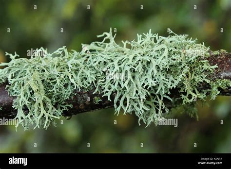 Iceland Moss Cetraria Islandica Hi Res Stock Photography And Images Alamy