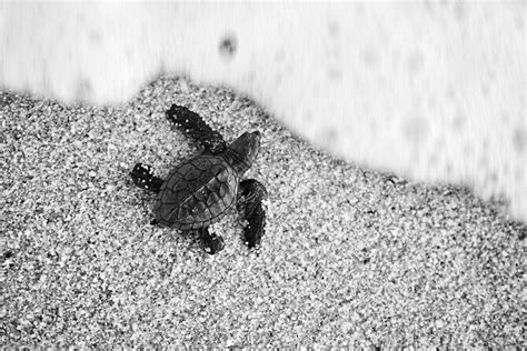 Los Cabos Turtle Release Conservation Program 2024 Cabo San Lucas