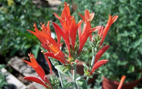 Selecting the best new plants is daunting even in one genus, especially salvia, which contains about 900 species of true sages worldwide. Buy Hummingbird Plant - Dicliptera suberecta - 5" Pots ...