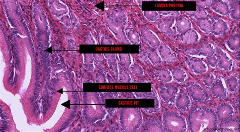 Stomach Tissue Labeled