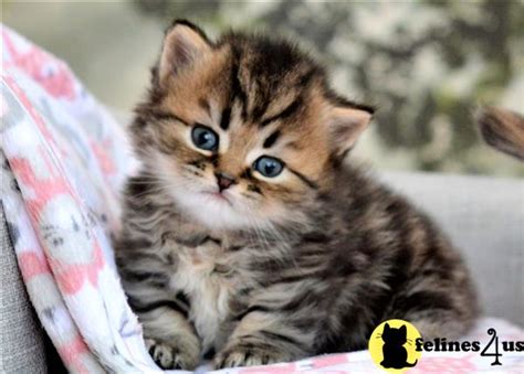 Munchkin Kitten For Sale Tabby Rug Hugger 5 Yrs And 1 Mths Old