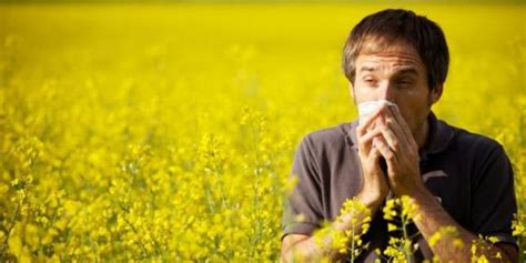 Why Does Pollen Cause Allergies New York Allergy And Sinus Centers