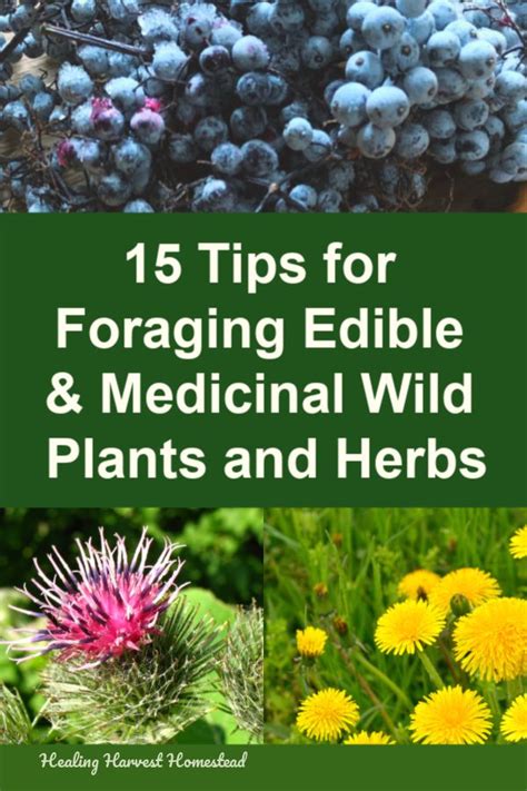 How To Forage Edible And Wild Plants Successfully And Safely 15 Tips