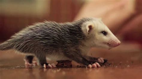 Childbirth gets a bad rap for being messy and chaotic. Baby Possum and the Crickets - YouTube