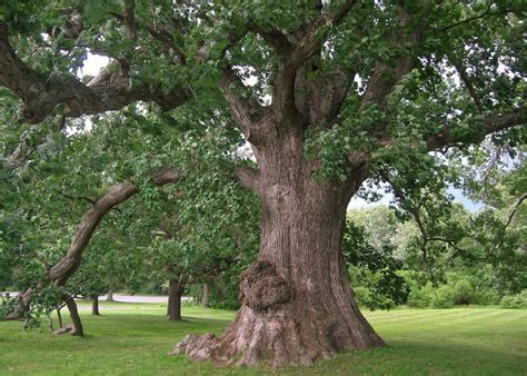 Connecticut State Tree Charter Oak White Oak Tree Landscape Trees