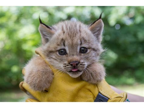 Gender Of Adorable New Lynx Kittens At Beardsley Zoo To Be Revealed