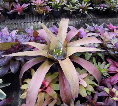 Best Bromeliads For Full Sun Tropical Looking Plants Other Than