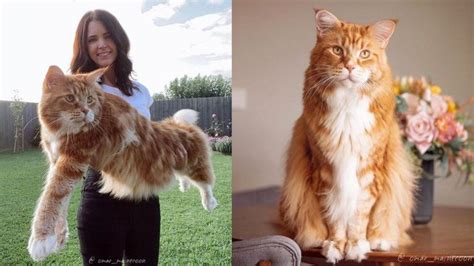 Omar El Gato Australiano Que Mide 120 Centímetros Y Compite Por Ser El