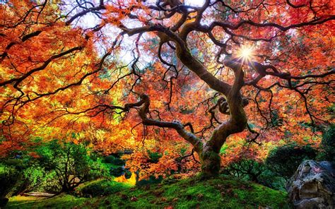 Amazing Trees Wallpaper Nature And Landscape Wallpaper Better