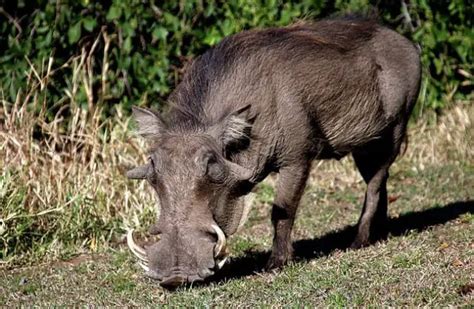 Wild Boar Description Habitat Image Diet And Interesting Facts