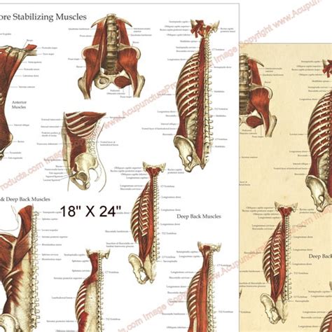 Human Muscle Anatomy Poster Anterior Posterior And Deep Etsy