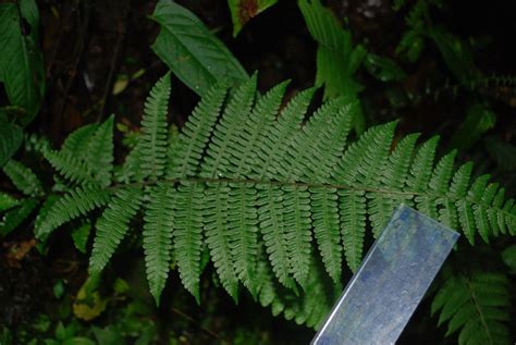 Amauropelta Atrovirens Ferns And Lycophytes Of The World