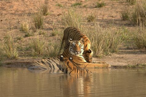 Famous Tigers Of Bandhavgarh National Park In