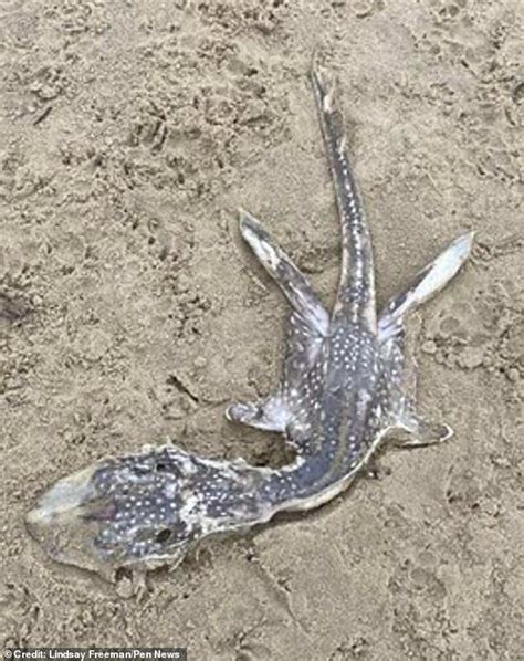 It Looks Like Baby Nessie Mystery Sea Creature Washes Up On Dorset