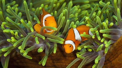 Sea Anemone And Clownfish Mutualism