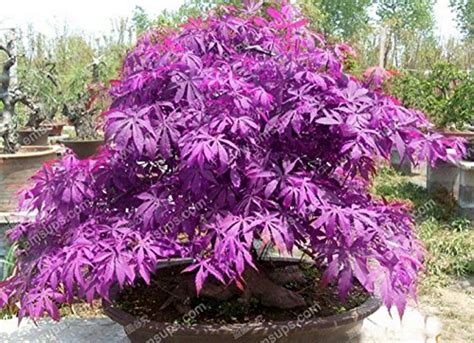 Buy 30 Pcs Purple Le Rare In The World Is A Beautiful Purple Le Bonsai