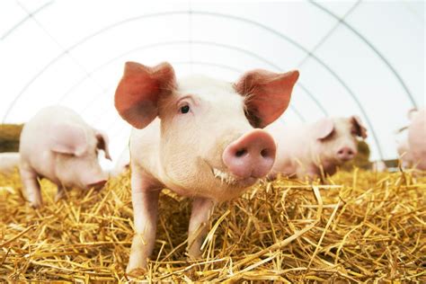 Bioengineered Lungs Successfully Transplanted Into Pigs