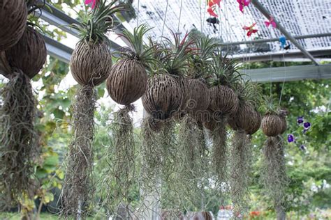 Tillandsia Usneoides Plant In The Coconut Husk Pots Stock Photo Image