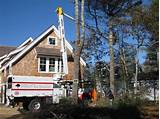Tree Service Falmouth Ma Pictures