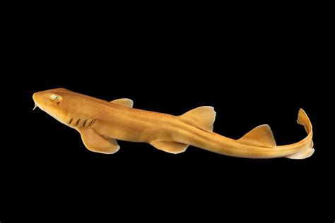 Brownbanded Bamboo Shark Laquàrium