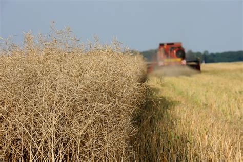 Anschließend reinigen die maschinen das ausgedroschene korn und werfen das stroh zurück auf das feld. Wann wird Raps geerntet » Der ideale Erntezeitpunkt