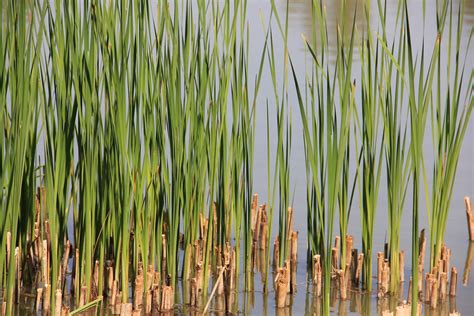 Reed Water Free Photo On Pixabay Pixabay