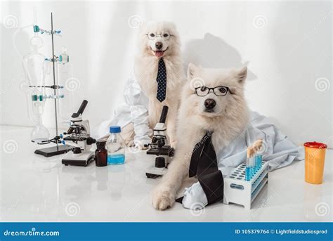 Dogs Scientists Stock Photo Image Of Canine Domestic 105379764