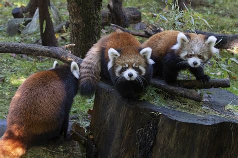 Adorable Red Panda Cubs Debut At Prospect Park Zoo Amnewyork