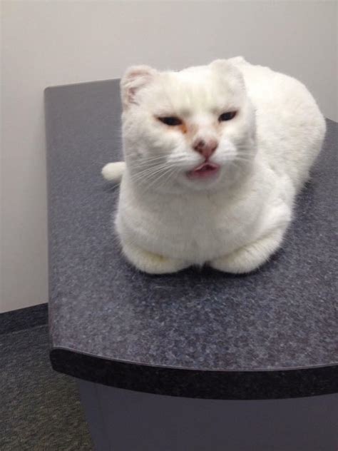 Jesus Was Doing A Funny Blep At The Vet And It Made It Look Like He Had