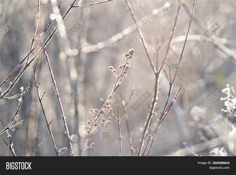 Close Meadow Winter Image And Photo Free Trial Bigstock