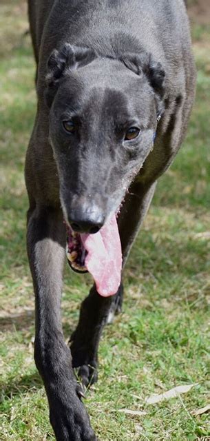 Once you have been issued a green collar your greyhound will not need to wear a muzzle in public. Racing and Wagering Western Australia | Greyhounds as Pets