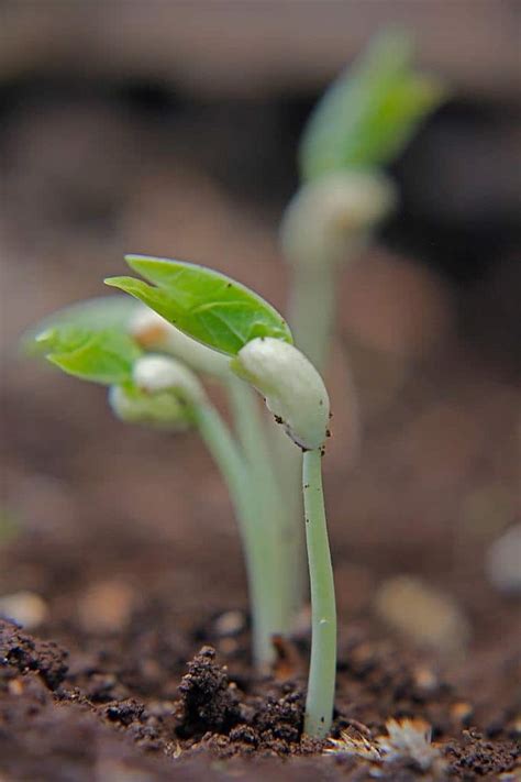 Beginners Guide To Growing Black Eyed Peas In A Container