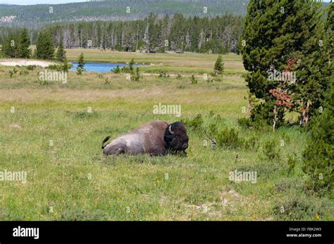 Bison Sitting On Grass At Yellowstone National Park Stock Photo Alamy
