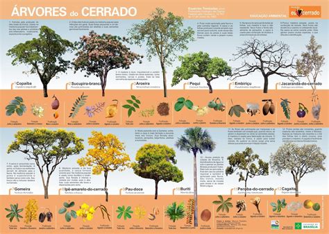 Cartaz Árvores do Cerrado Bioma Brasileiro Arvores nativas do