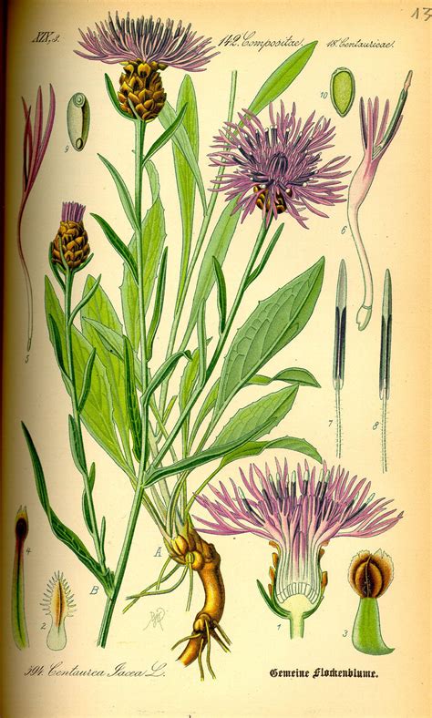 Centaurée Jacée — Wikipédia Botanical Drawings Botanical