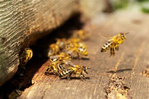 How Bees Defend Themselves From Predators Southeast Agnet