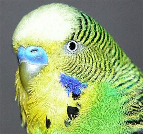 Budgerigar Parakeet Popular Cage Parrot Animal