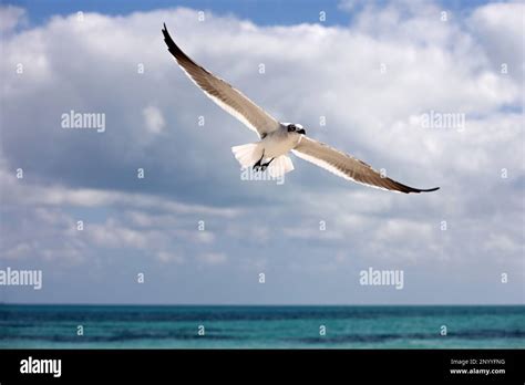 Seagull Flying Over Sea Waves On Background Of Blue Sky With White