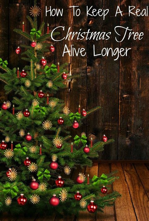 But there was a time when we would go to the christmas tree farm and cut one down…every year…until 10 years ago here are a few tips for this week's thursday's tip to make your christmas tree last longer… HOW TO KEEP A REAL CHRISTMAS TREE ALIVE LONGER | Live ...