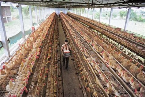 The most advanced of the livestock sector, the poultry industry is the most commercialized and integrated in its production system. Bird flu in Kerala: 1.5 lakh birds to be culled - Livemint
