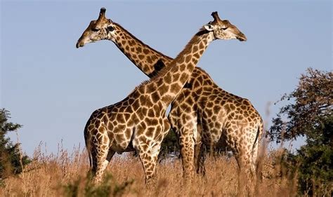 Facebook Riddle Why Are Giraffes Invading Profile Photos Social