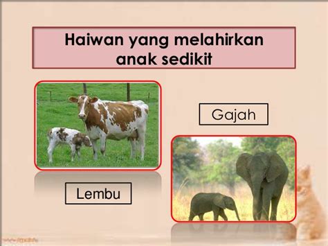 Download ppt sains tahun 5 kemandirian spesies. Pembiakan haiwan