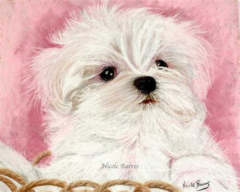 Maltese Dog Drawing At Getdrawings Free Download