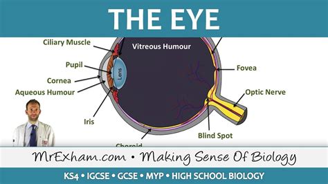 Gcse Light Revise The Parts Of The Eye And How They Work SexiezPicz