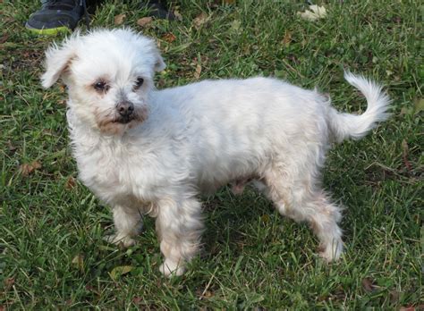 Adopt Gucci a White Bichon Frise / Mixed dog in Rigaud, QC (23763203 ...