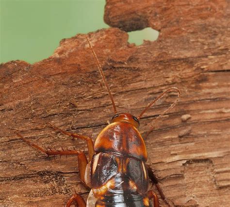 Interesting Facts About Cockroaches